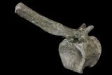 Hadrosaur Caudal Vertebra - Two Medicine Formation, Montana #129794-4